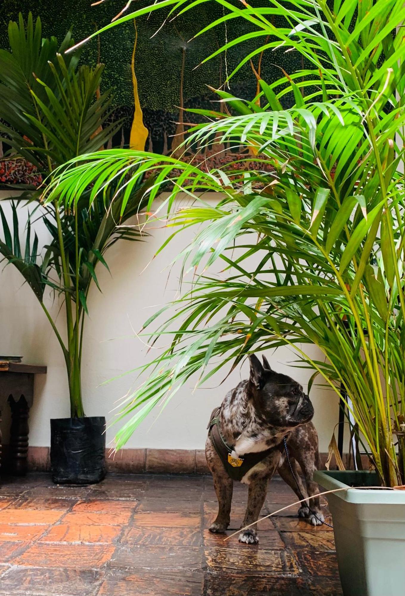 Hotel Posada De San Agustin Tunja Eksteriør bilde